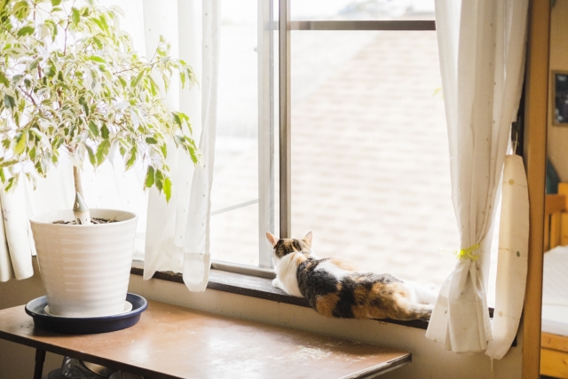 猫が窓辺を好きな3つの理由