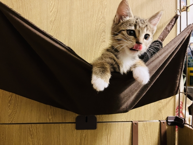 猫のケージが役立つ3つの場面