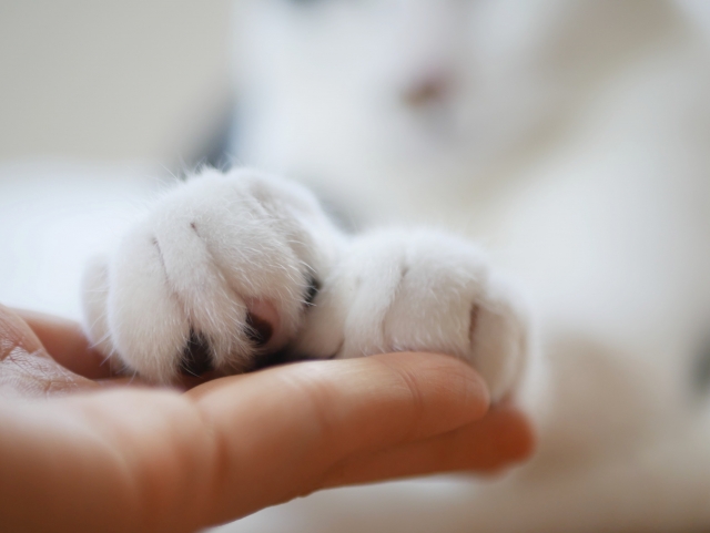 ペット信託とは？仕組みをわかりやすく解説