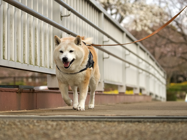 ペットの飼育費はいくら？どう残す？