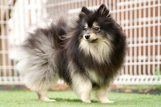 ポメラニアンに毛玉ができやすい理由とは？