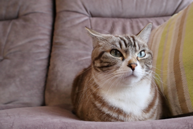 猫が去勢で性格が変わる理由は“ホルモンバランスの変化”