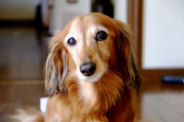 老犬になる前に、飼い主さんに気づいてほしいこと