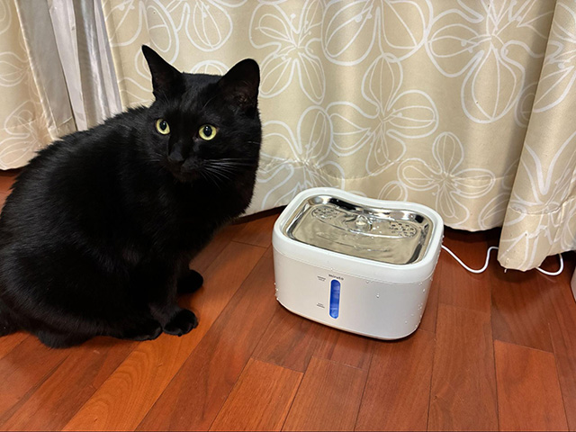 【体験レビュー】愛猫が実際に「miruto 自動給水器」を使用!