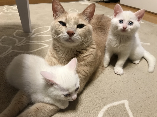 多頭飼いにおすすめの猫の組み合わせ
