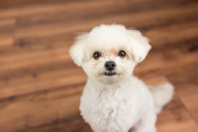 フローリングリフォームで得られるメリット