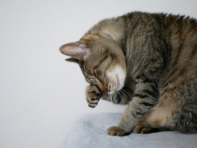 猫のアレルギーは完治する?