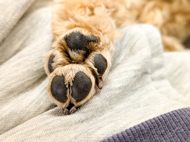犬の足裏の毛をカットする理由と頻度
