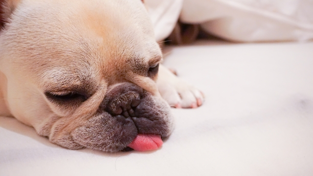 フレンチ・ブルドッグに適したベッドが必要な3つの理由