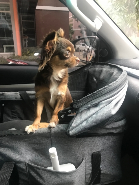 犬用ドライブボックスの選び方