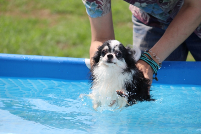 自宅の犬用プールで安全に遊ぶためのポイント