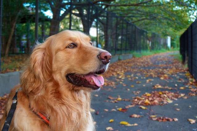犬の秋の過ごし方に関するよくある質問（FAQ）