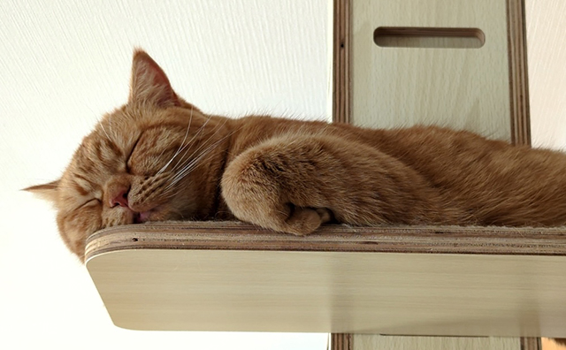 家中のあちこちにくつろげる居場所が用意され、ダイアナちゃんと同柄のたくさんの猫雑貨であふれる住まい。