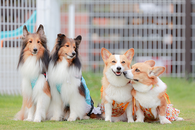 健康診断を受けて愛犬の長生きをサポートしよう