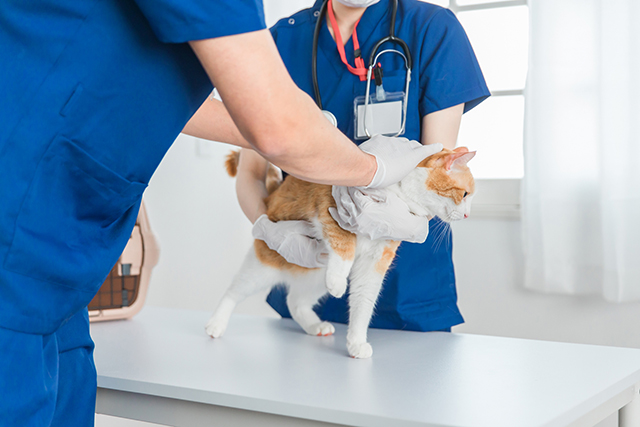 猫が瓜実条虫に感染しないための予防方法