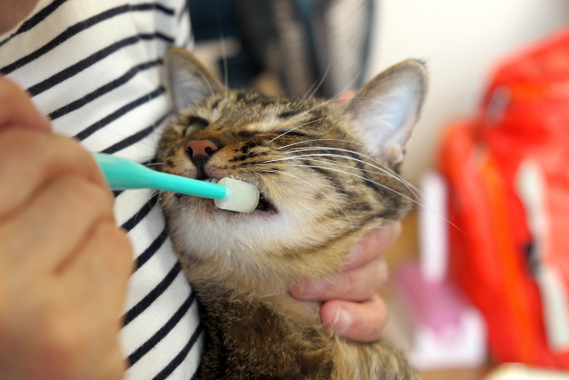 猫には本当に歯磨きが必要？頻度は？