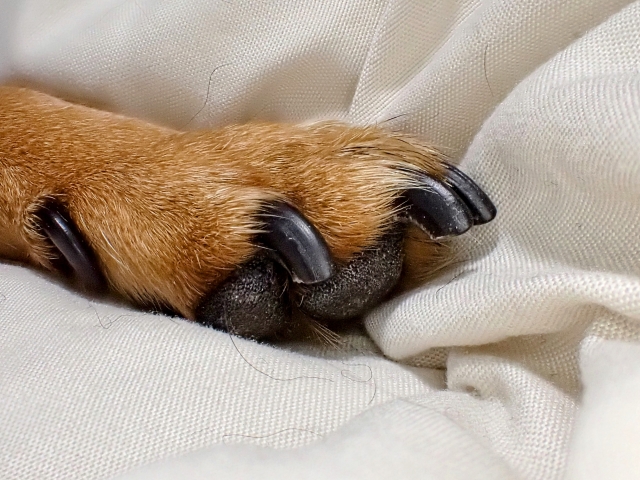 犬の爪の役割とつくりを知ろう