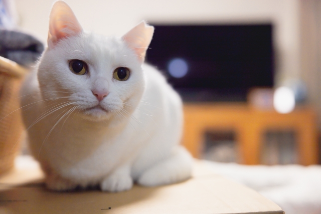 引っ越しは猫にとって大きなストレスになる