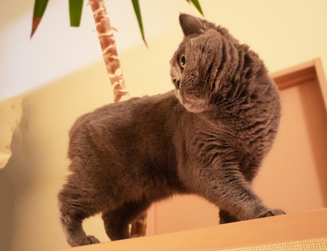 ブリティッシュショートヘアの標準体重の目安