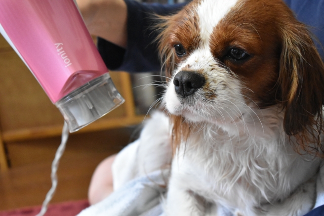 犬のシャンプー後は自然乾燥NG！乾かしが必要な2つの理由