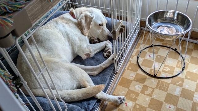 大型犬におすすめの頑丈なベッド3選