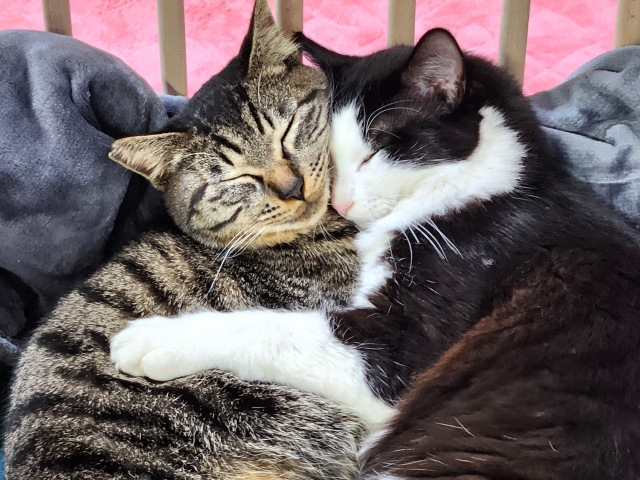 健康な猫の睡眠の特徴