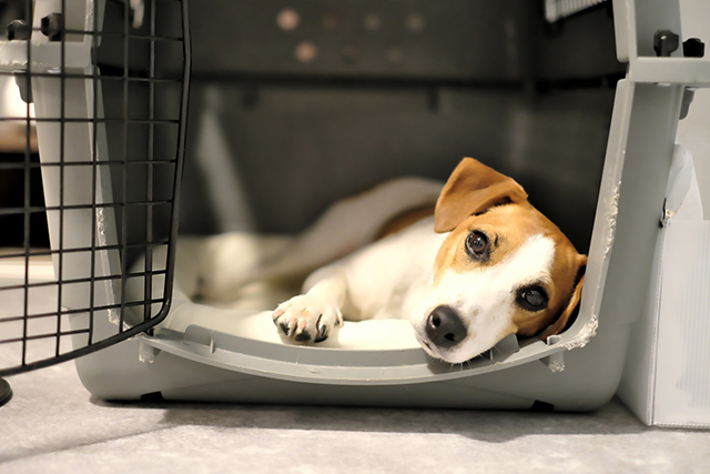 子犬にとってベストなクレートの選び方