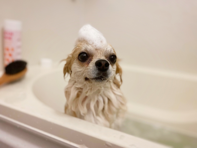 犬のシャンプーをやりすぎるとどうなる？肌トラブルにつながる理由