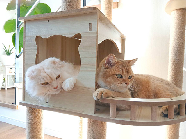 賃貸で猫を飼う前に知っておきたい契約上の注意点