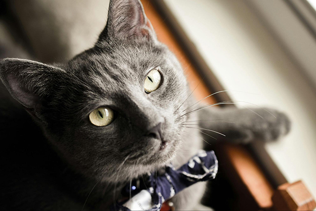 子猫と成猫で性格の違いはある？