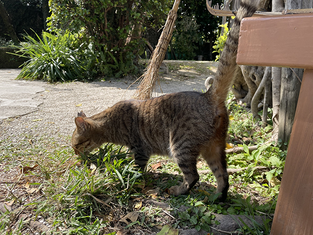 猫に感染する瓜実条虫とは？