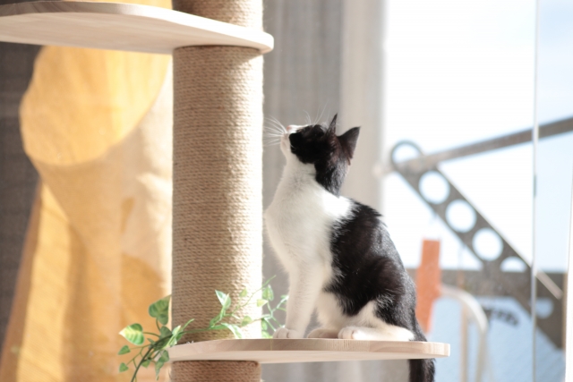 猫の運動不足を防ぐ｜ワンルームでのアイテム活用方法