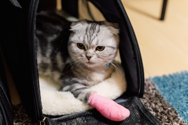 猫にクレートトレーニングが必要な理由