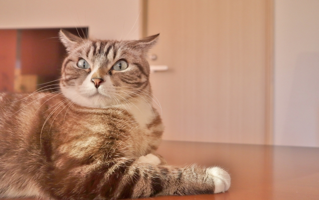 災害で猫のもとへ帰宅できない場合に備えること
