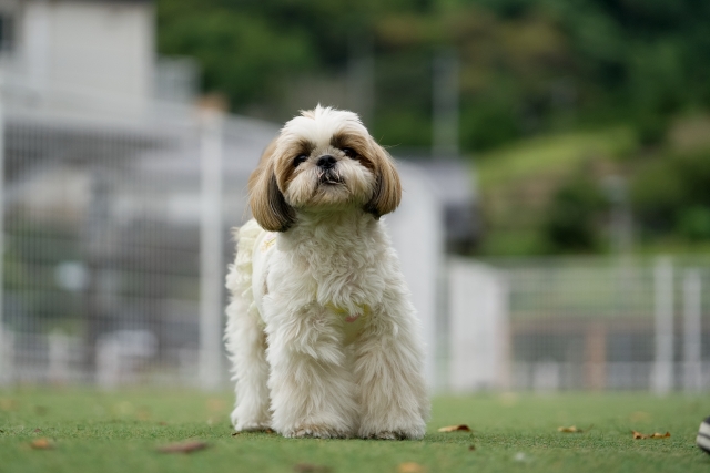 シー・ズーの被毛の特徴とは？知っておきたい基本情報