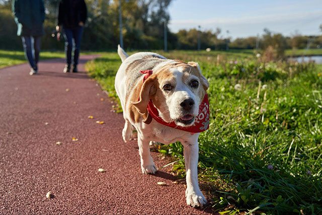 老犬との過ごし方でよくある質問