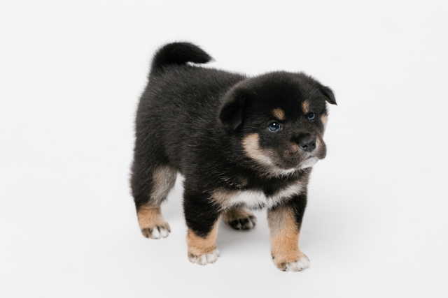 柴犬はマンションでも飼育できる犬種