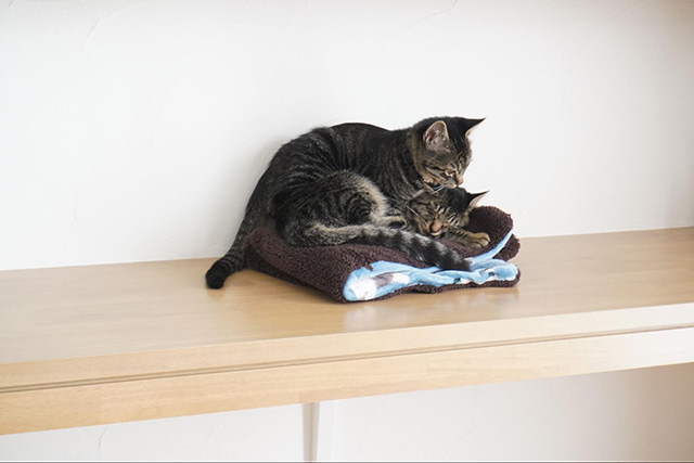 家が完成した日に迎えた兄弟猫「コルク」と「シェリー」