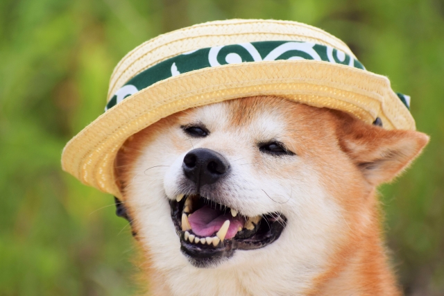 【愛犬におすすめ】散歩の日焼け防止アイテム3選