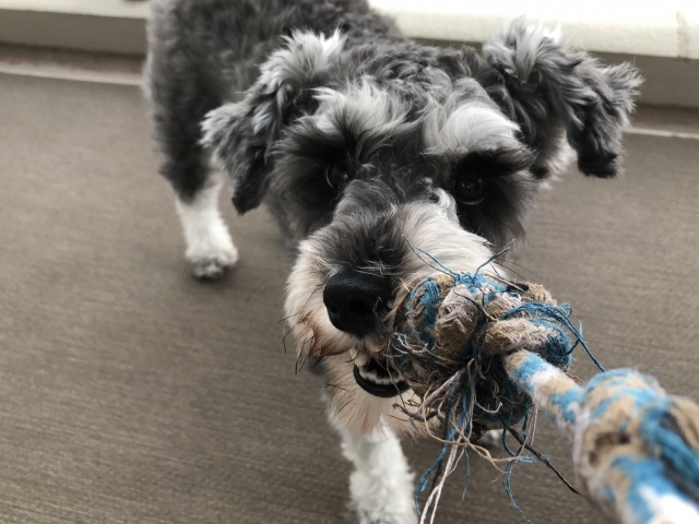 ミニチュア・シュナウザーが散歩しない日のストレス解消法