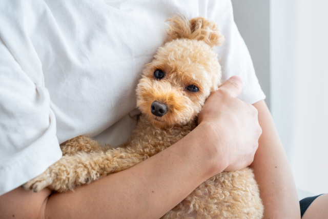 おやつ以外で愛犬を満たす5つの方法