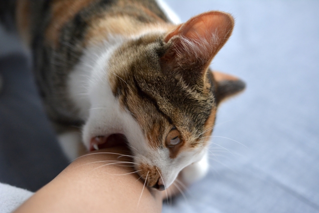 子猫の噛み癖の原因