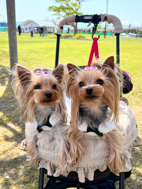 初めてでも失敗しないペットカートの選び方【基本編】