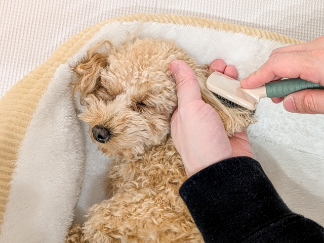 犬が痛がらない毛玉の取り方｜自宅でできる3ステップ