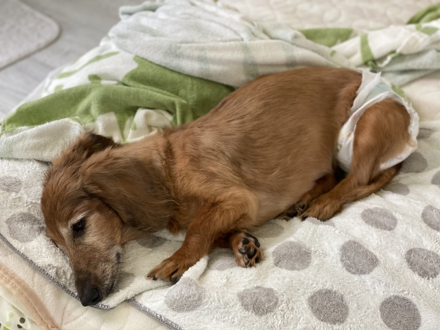 犬が寝たきりになる主な原因