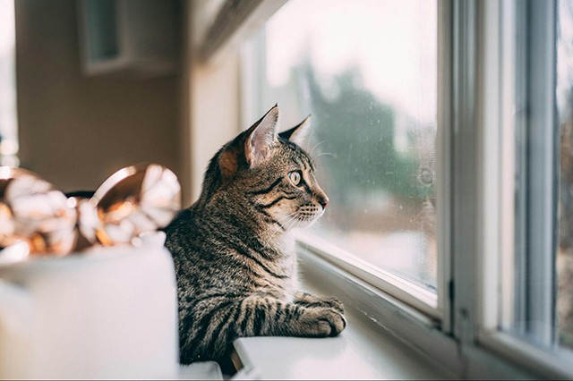 愛猫の寒さ対策と快適な環境づくり