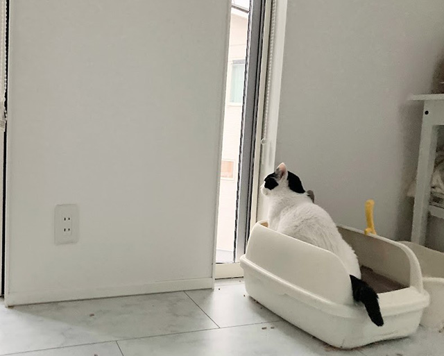 リビングに猫用トイレを置くときの配置ポイント4つ