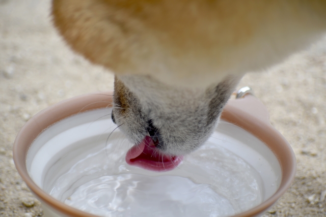 冬に愛犬の水分補給を促す工夫