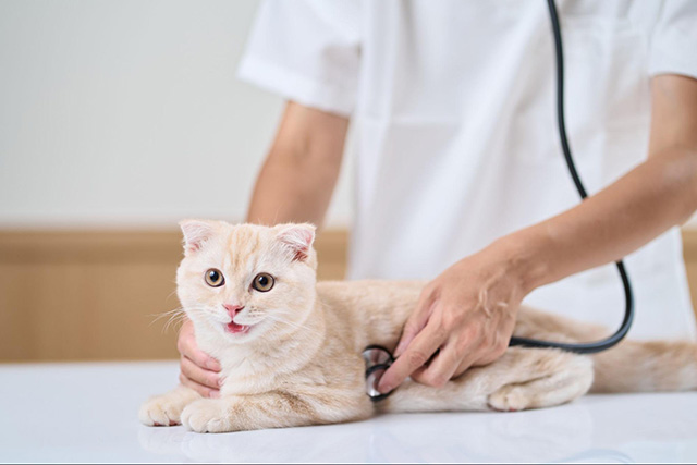 秋に注意したい猫の体調変化