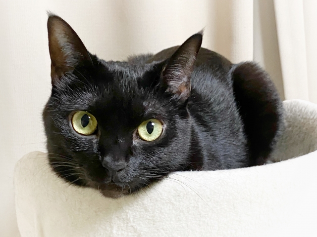 飼い主の急病・入院にも備えておこう